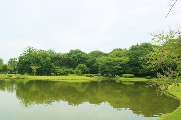 Fototapeta na wymiar 風景　初夏　爽やか　緑　池　公園　杤木