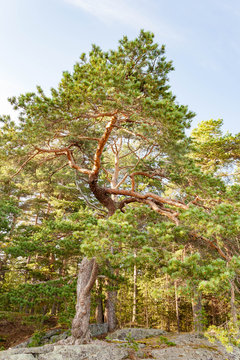 Forest landscape with lonely pine tree growing on rocky ground against a blue sky. Sunny summer day.