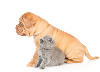 Mastiff puppy and gray kitten sitting in profile and looking up. isolated on white background
