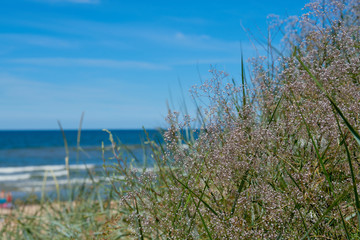 Common Baby's-breath