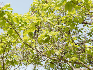 Branches, rameaux, feuilles et gousses du catalpa commun (Catalpa bignonioides)