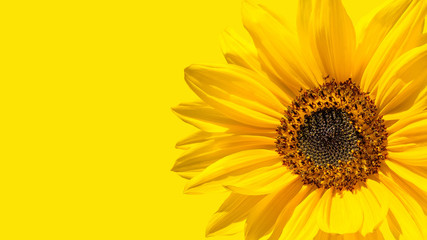 Abstraction, sunflower flower.