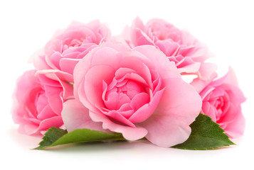 Pink rose flower.