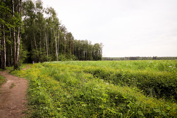 road in the forest