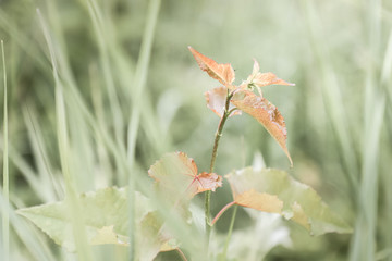 plant in the forest