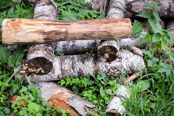 logs lie on the grass in the forest