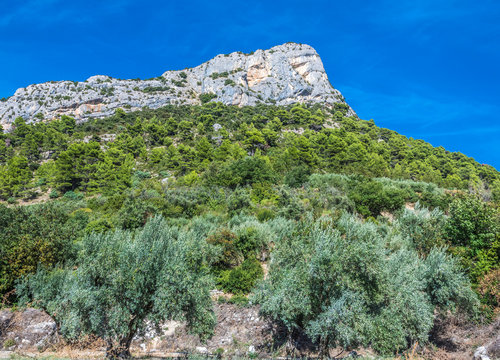 France, Drome, The Provencal Baronnies Regional Natural Park, landscape with olive trees