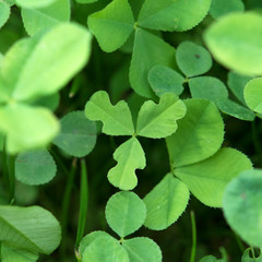 Klee clover pflanze garten grün ungewöhnliche form unique
