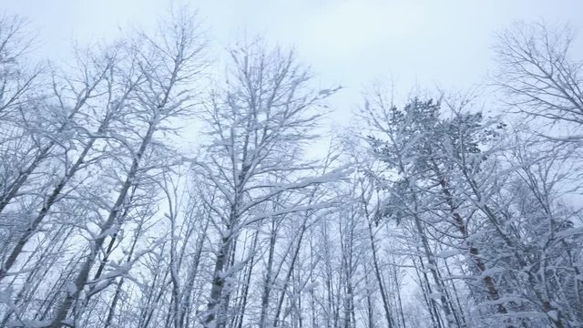 Сamera passes by the snowy trees in the winter forest. Cold winter road