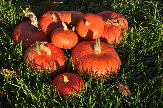 France, Bretagne,Taupont, October, 9 organic Red Kuri squashes of different sizaes, harvested and placed in the grass, enlighten by the sun