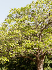 Fototapeta na wymiar Catalpa bignonioides - Catalpa commun ou arbre aux haricots