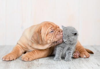 Puppy kissing kitten on the floor at home