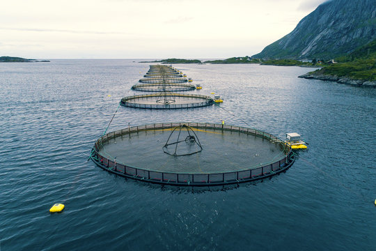 Norway, Lofoten Islands. M&oslash;lnarodden Salmon fishery