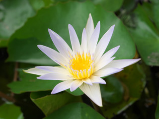 タイ王国　ハスの花