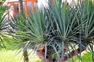 Undersized local palm trees