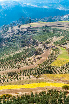 Middle East, Yemen, Center West, Jebel Harraz region (UNESCO World Heritage Tentative list), terrace cultivation (shooting 03/2007)