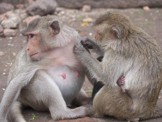 Naklejka premium タイ王国/ロップリー プラーン サームヨート/ Lopburi - Prang Sam Yot 