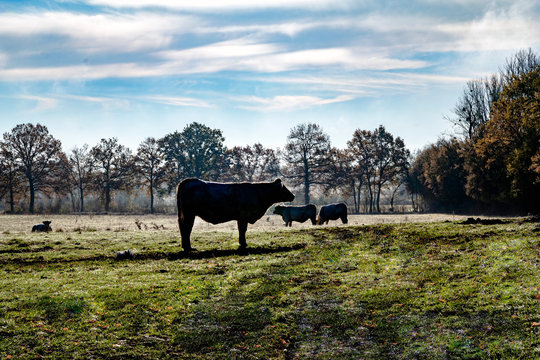 Europe, France, Bourgogne, Epoisses, heifer in a meadow in the early morning