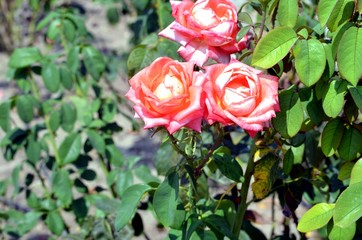 Bulgarian roses in the park