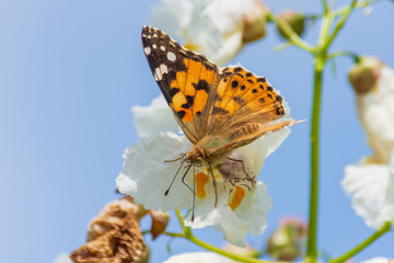 Bright butterflies on white flowers.