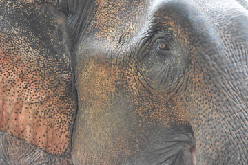 Closeup on Asian elephant's eye