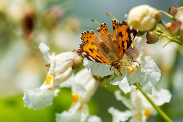 Bright butterflies on white flowers.