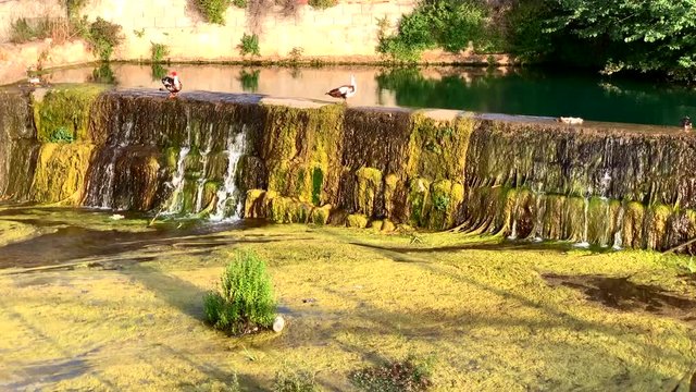 The Assut, a small dam in Ondara, Spain, with some ducks in the water