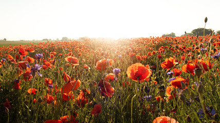 Obraz premium Mohnfeld bei Sonnenaufgang
