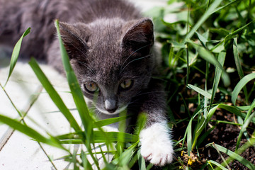 gray kitten in the garden