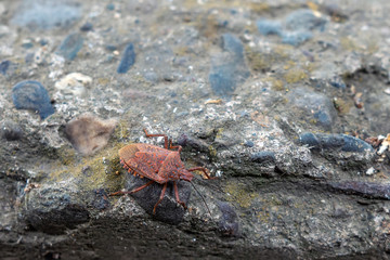 Pentatomoidea beetle on a stone