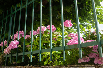 Barrière verte et hortensias en fleurs