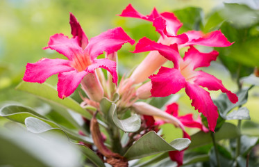 Pink flowers beside my house