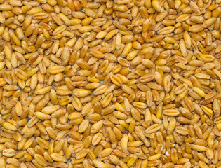 close up of pile of wheat seeds isolated
