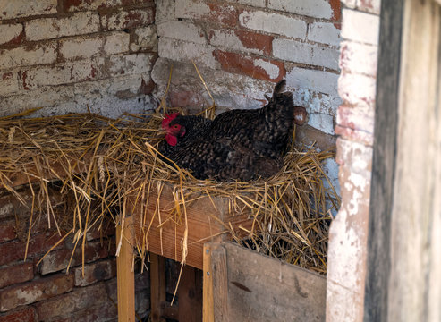 Europe, France, Bourgogne, Cote d'Or, Bard les  Epoisses, a hen brooding an egg