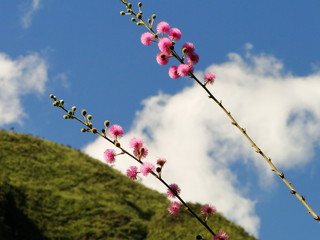 Typical brazilian Cerrado flower found in Minas Gerais state.