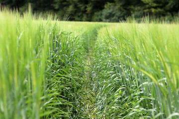 Au milieu d'un champ de blé luxembourgeois