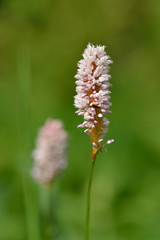 Obraz premium Wiesen-Knöterich oder Schlangen-Knöterich