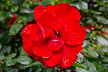 Red flower with water drops