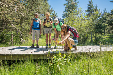 Auvergne - Haute-Loire - Saint James way - Pontoon of the peatland close to Le Domaine du Sauvage, a group of hikers observing the plants on the side of the road.