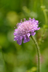 Blüten der Skabiose