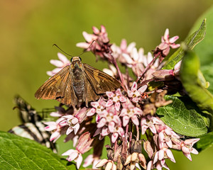 A duskywing skipper have lunch on a milkweed.
