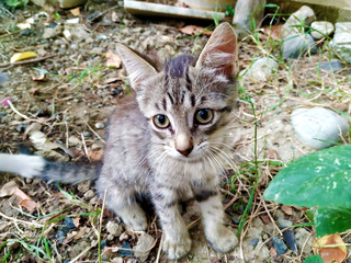 Brown-eyed little gray cat
