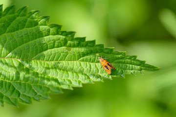 Prachtwickler auf einem Blatt