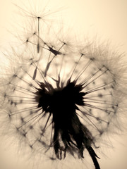 dandelion shedding seeds
