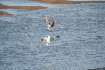 Full stop in the air
