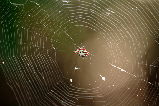 USA. Florida. Fort Myers. Manatee Park. Crab spider (Gasteracantha cancriformis) in the middle of his web.