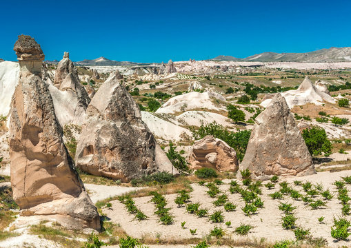 Turkey, Goreme National park and the rock sites of Cappadocia, hoodoos in development and vines in the Pasabag valley (UNESCO World Heritage)