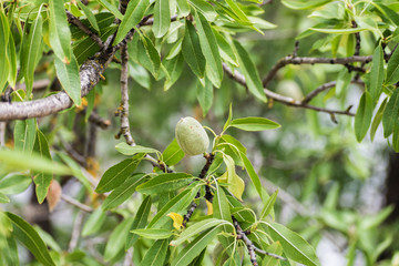 Almond on tree before ripening