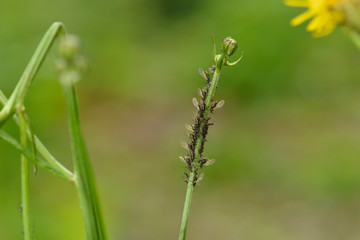 Blattläuse auf einem Grashalm