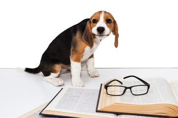 Cute beagle puppy with a book and glasses.